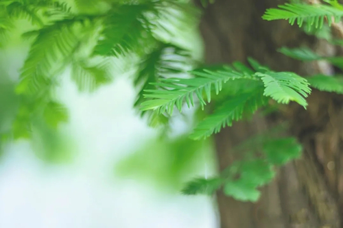 論命局通根 論命局通根