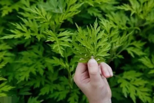 名字鑒定(二) 名字鑒定(二)